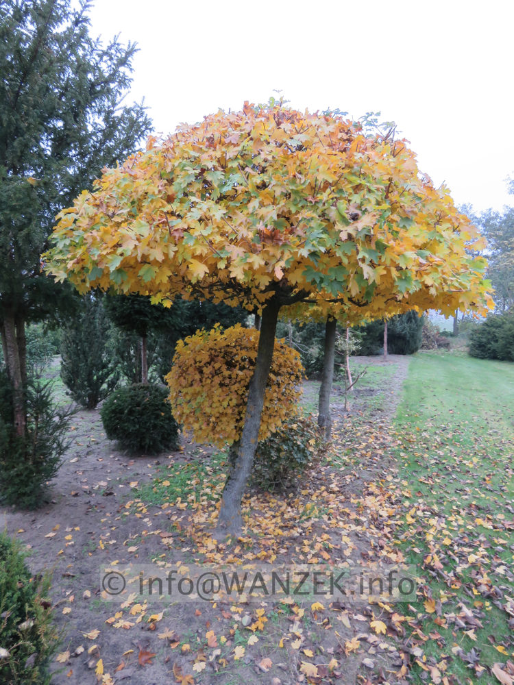 Acer campestre  Pilzform 02.JPG